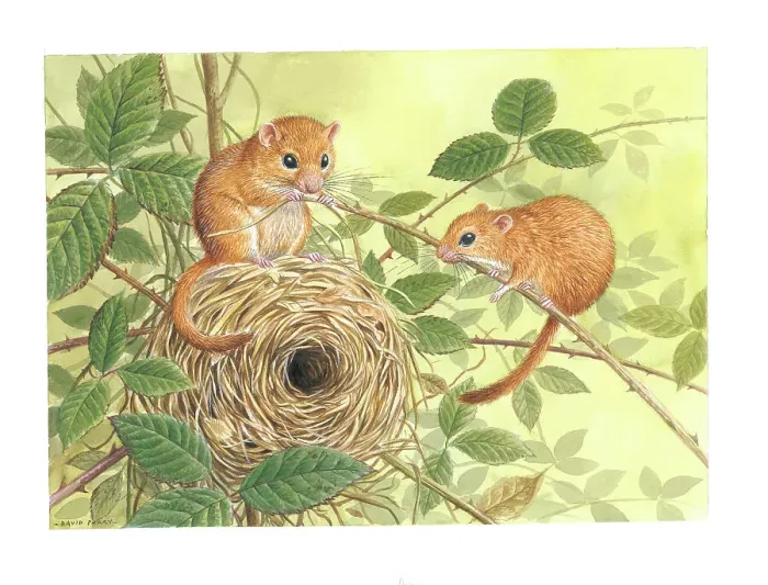Framed Print : Dormice by David Parry Framed Print : Dormice by David Parry