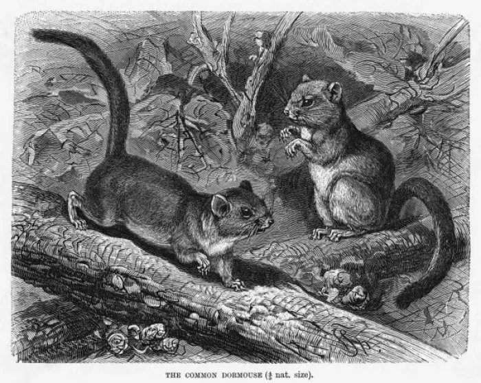 Framed Print : DORMOUSE. (muscadinus avellanarius). The hazel dormouse has a cousin named Framed Print : DORMOUSE. (muscadinus avellanarius). The hazel dormouse has a cousin named