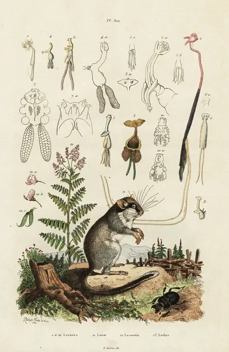 Framed Print : Dormouse, copepods and beetle Framed Print : Dormouse, copepods and beetle