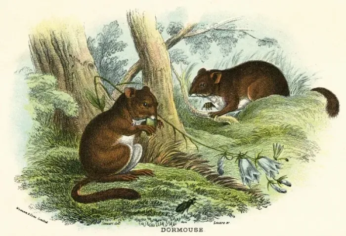 Framed Print : Dormouse / Stewart C1840 Framed Print : Dormouse / Stewart C1840