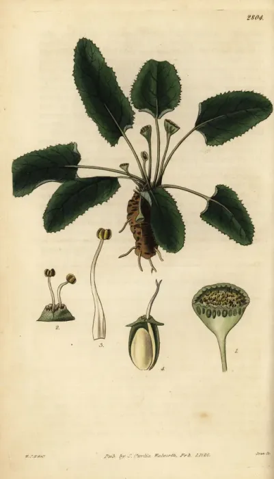 Framed Print : Dorstenia brasiliensis Framed Print : Dorstenia brasiliensis