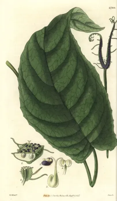 Framed Print : Dorstenia ceratosanthes, cleft dorstenia, with Framed Print : Dorstenia ceratosanthes, cleft dorstenia, with