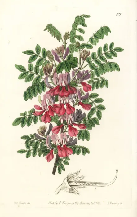Framed Print : Dosua indigo, Indigofera dosua Framed Print : Dosua indigo, Indigofera dosua