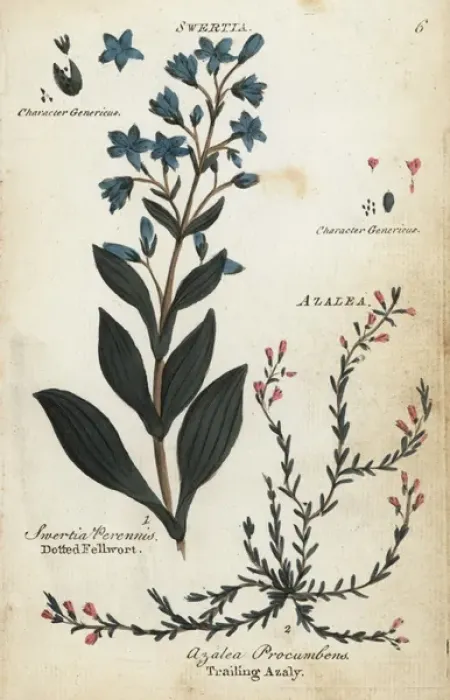 Framed Print : Dotted felwort and alpine azalea Framed Print : Dotted felwort and alpine azalea