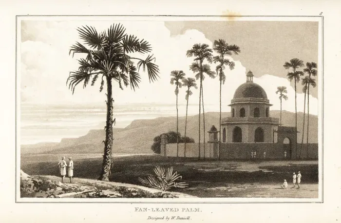 Framed Print : Doub palm trees, Borassus flabellifer, in India Framed Print : Doub palm trees, Borassus flabellifer, in India