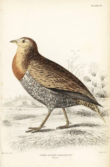 Framed Print : Double-banded sandgrouse, Pterocles bicinctus, female Framed Print : Double-banded sandgrouse, Pterocles bicinctus, female