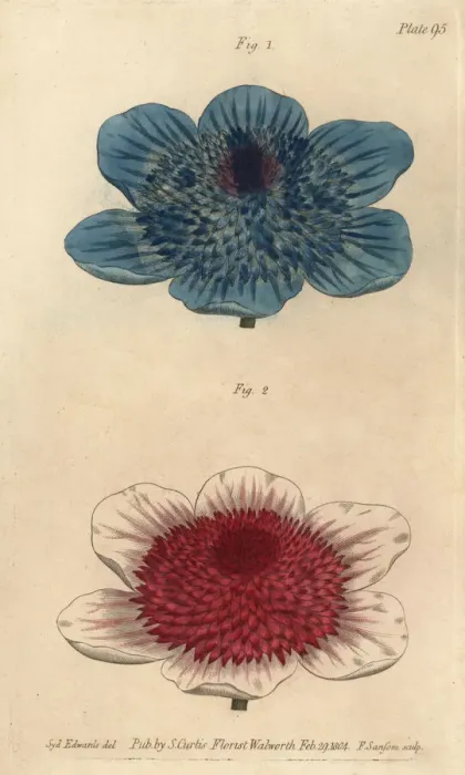 Framed Print : Double blue anemone and double anemone varieties Framed Print : Double blue anemone and double anemone varieties