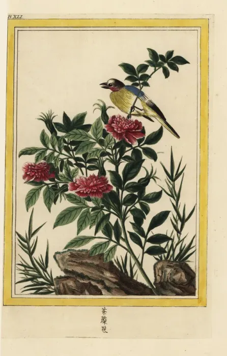 Framed Print : Double Chinese hibiscus, Hibiscus rosa-sinensis Framed Print : Double Chinese hibiscus, Hibiscus rosa-sinensis