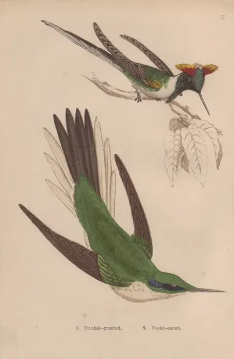 Framed Print : Double-crested, Trochilus cornutus, and green Framed Print : Double-crested, Trochilus cornutus, and green