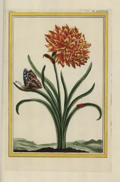 Framed Print : Double-flowered daffodil, Narcissus hybrid Framed Print : Double-flowered daffodil, Narcissus hybrid