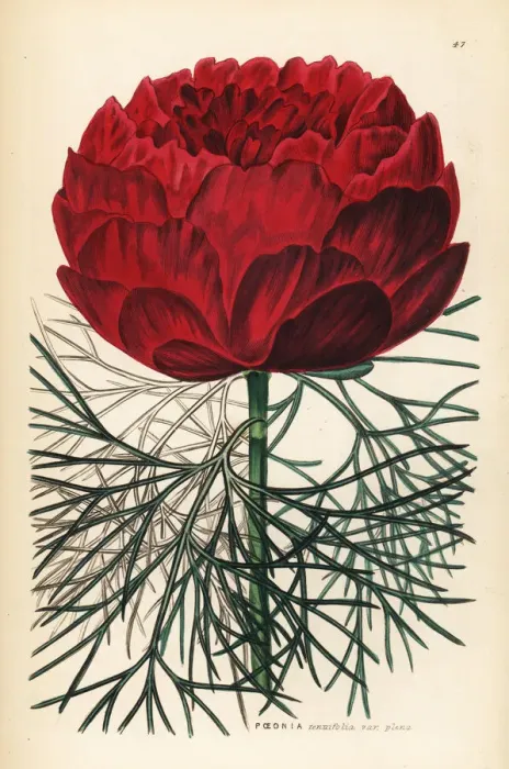 Framed Print : Double-flowered fine-leaved peony, Paeonia tenuifolia Framed Print : Double-flowered fine-leaved peony, Paeonia tenuifolia