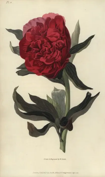 Framed Print : Double red peony, Paeonia officinalis rubra plena Framed Print : Double red peony, Paeonia officinalis rubra plena