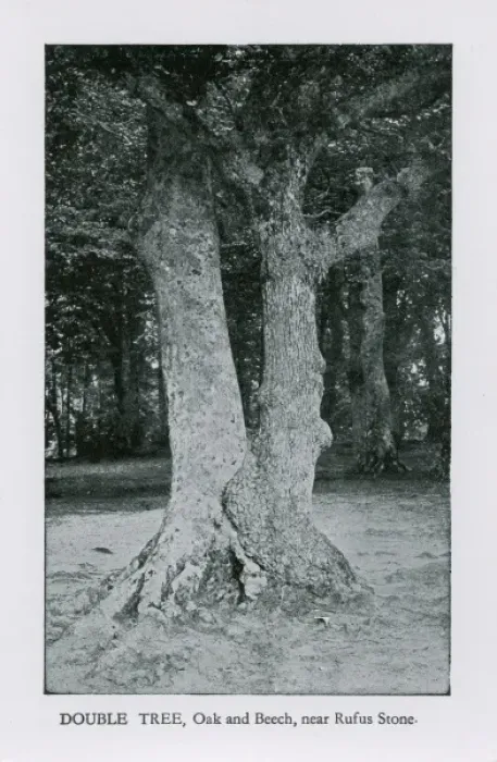 Framed Print : Double Tree (Oak and Beech) near the Rufus Stone Framed Print : Double Tree (Oak and Beech) near the Rufus Stone