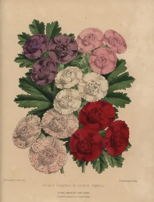 Framed Print : Double varieties of Chinese primroses, Primula chinensis Framed Print : Double varieties of Chinese primroses, Primula chinensis