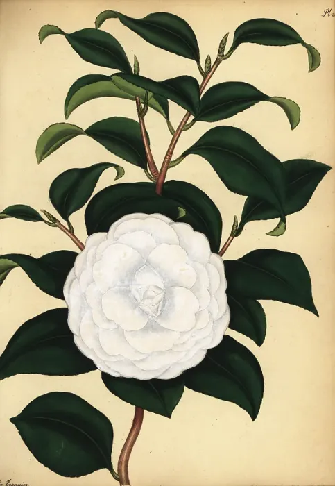 Framed Print : Double-white camellia, Camellia japonica var. flore alba plena Framed Print : Double-white camellia, Camellia japonica var. flore alba plena