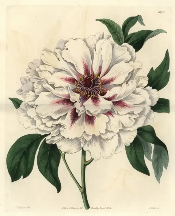Framed Print : Double-white tree peony, Paeonia moutan albida plena Framed Print : Double-white tree peony, Paeonia moutan albida plena
