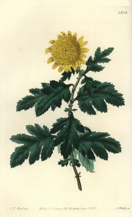 Framed Print : Double yellow Indian chrysanthemum, Chrysanthemum Framed Print : Double yellow Indian chrysanthemum, Chrysanthemum