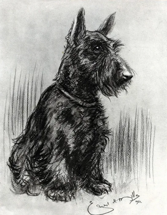 Framed Print : Dougal, Prince Henrys Scottish terrier Framed Print : Dougal, Prince Henrys Scottish terrier