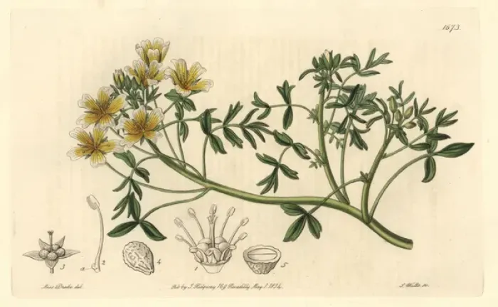 Framed Print : Douglas limnanthes, Limnanthes douglasii Framed Print : Douglas limnanthes, Limnanthes douglasii