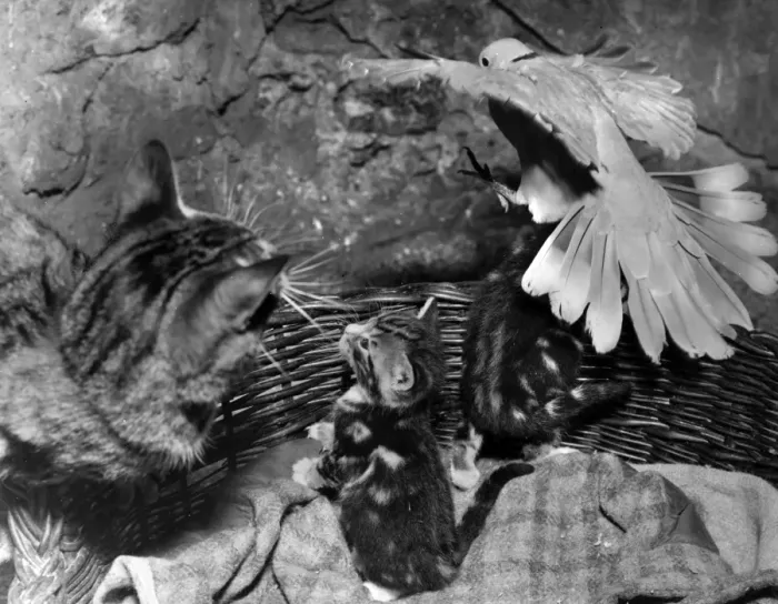 Framed Print : Dove, cat and kittens with a basket Framed Print : Dove, cat and kittens with a basket