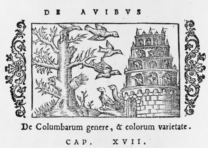 Framed Print : Dove Cote 1555 Framed Print : Dove Cote 1555