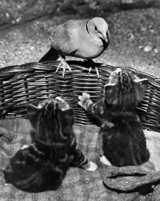 Framed Print : Dove and kittens with a basket Framed Print : Dove and kittens with a basket