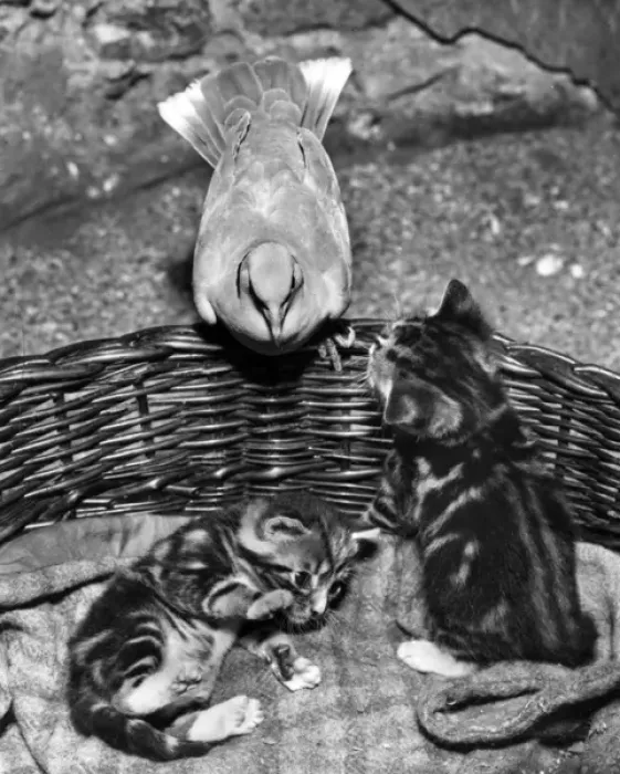 Framed Print : Dove and kittens with a basket Framed Print : Dove and kittens with a basket