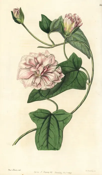 Framed Print : Downy bindweed, Calystegia pubescens Framed Print : Downy bindweed, Calystegia pubescens