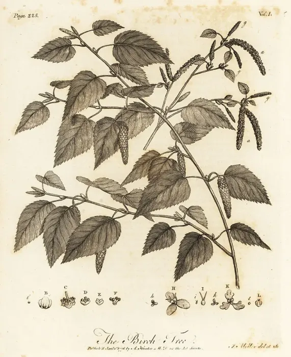 Framed Print : Downy birch, Betula pubescens Framed Print : Downy birch, Betula pubescens