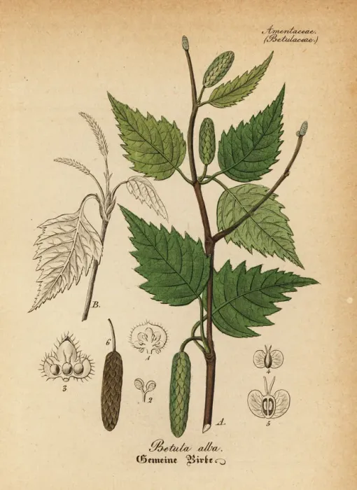 Framed Print : Downy birch or white birch, Betula alba Framed Print : Downy birch or white birch, Betula alba