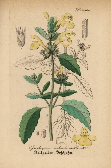 Framed Print : Downy hemp-nettle, Galeopsis segetum Framed Print : Downy hemp-nettle, Galeopsis segetum
