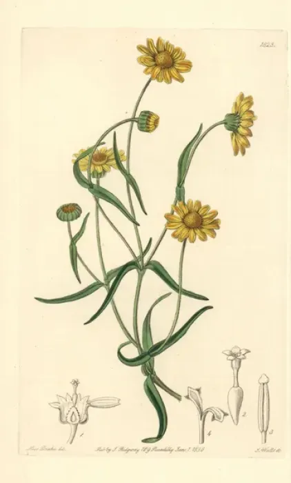 Framed Print : Downy lasthenia, Lasthenia californica Framed Print : Downy lasthenia, Lasthenia californica