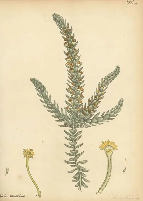 Framed Print : Downy-leaved struthiola, Struthiola tomentosa Framed Print : Downy-leaved struthiola, Struthiola tomentosa