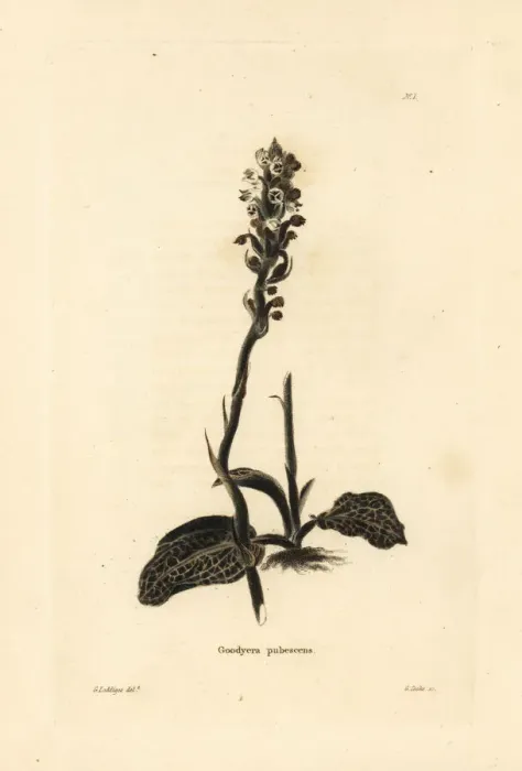 Framed Print : Downy rattlesnake plantain orchid, Goodyera pubescens Framed Print : Downy rattlesnake plantain orchid, Goodyera pubescens