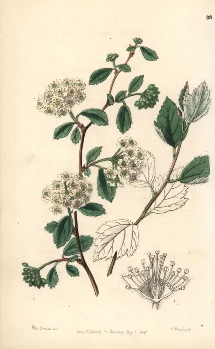 Framed Print : Downy spiraea, Spiraea pubescens Framed Print : Downy spiraea, Spiraea pubescens