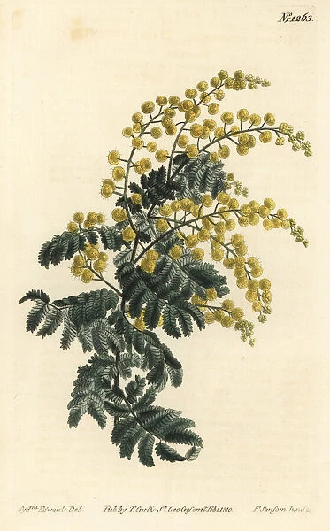 Downy wattle, Acacia pubescens (vulnerable)