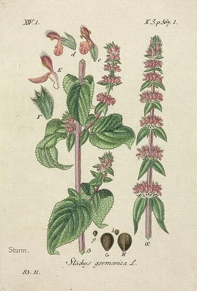 Downy Woundwort, Stachys germanica