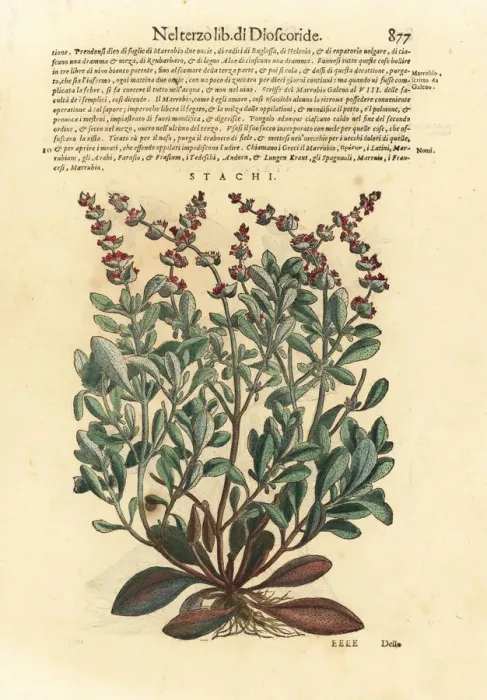 Framed Print : Downy woundwort, Stachys germanica Framed Print : Downy woundwort, Stachys germanica