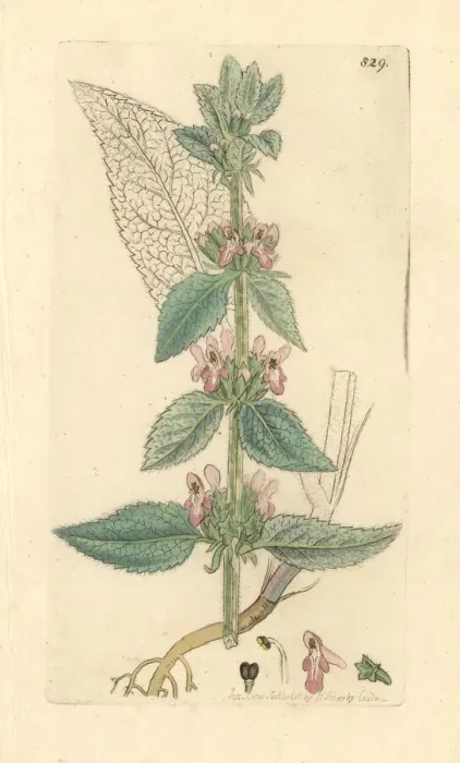 Framed Print : Downy woundwort, Stachys germanica Framed Print : Downy woundwort, Stachys germanica