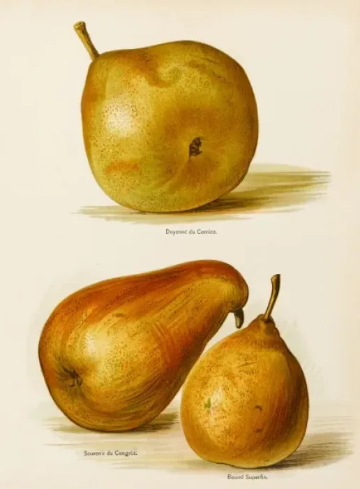 Framed Print : PEARS. Doyenne de Comice Souvenir du Congres Beurre Superfin Framed Print : PEARS. Doyenne de Comice Souvenir du Congres Beurre Superfin