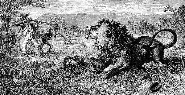 Dr. David Livingstone attacked by a lion, 1843