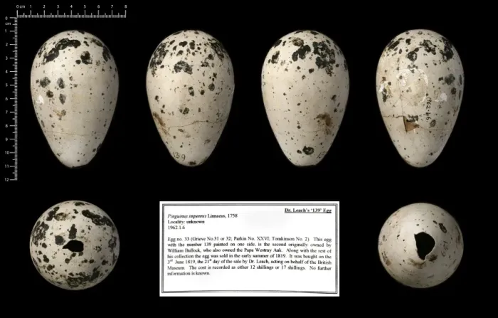 Framed Print : Dr Leachs 139 great auk egg Framed Print : Dr Leachs 139 great auk egg
