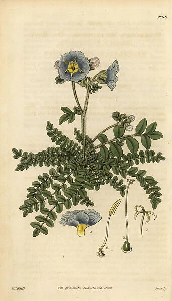 Dr. Richardsons polemonium, Polemonium richardsonii
