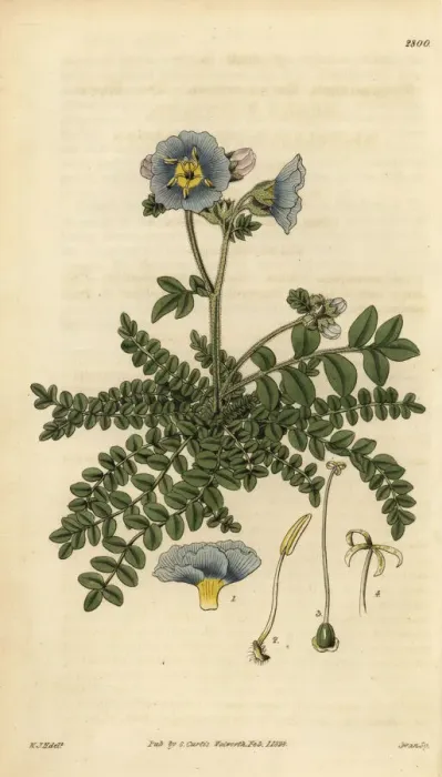 Framed Print : Dr. Richardsons polemonium, Polemonium richardsonii Framed Print : Dr. Richardsons polemonium, Polemonium richardsonii