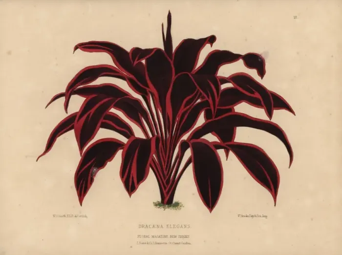 Framed Print : Dracaena elegans, tropical plant with dramatic Framed Print : Dracaena elegans, tropical plant with dramatic