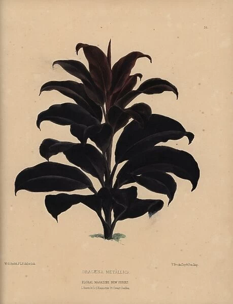 Dracaena metallica with dark purplish bronze foliage
