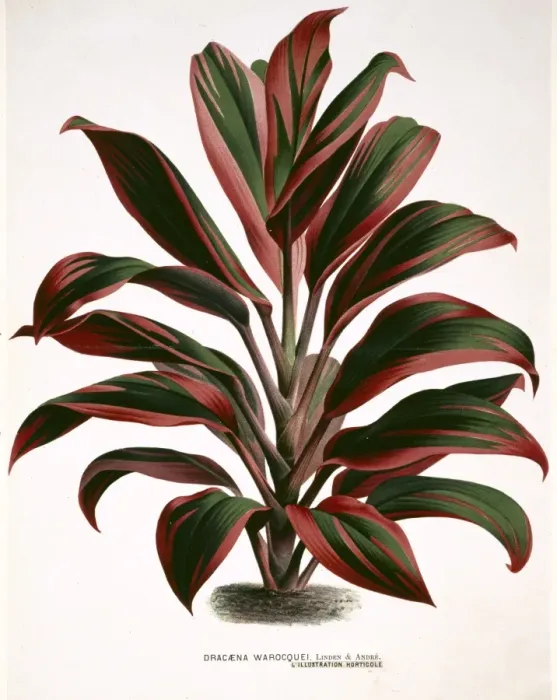 Framed Print : Dracaena warocquei, cordyline Framed Print : Dracaena warocquei, cordyline