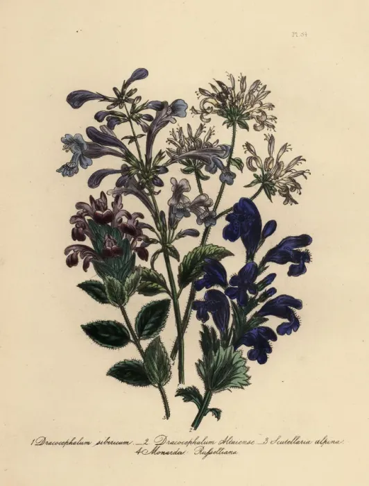 Framed Print : Dracocephalum and scutellaria species