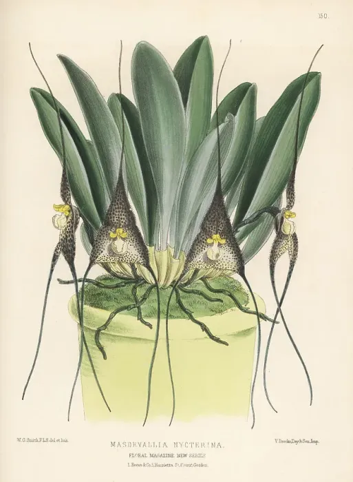 Framed Print : Dracula nycterina orchid in pot Framed Print : Dracula nycterina orchid in pot