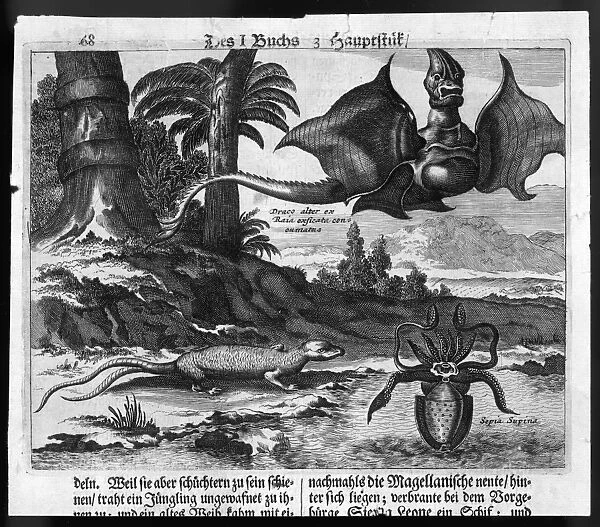 Dragon (De Bry). Flying dragons were among the weird creatures reported